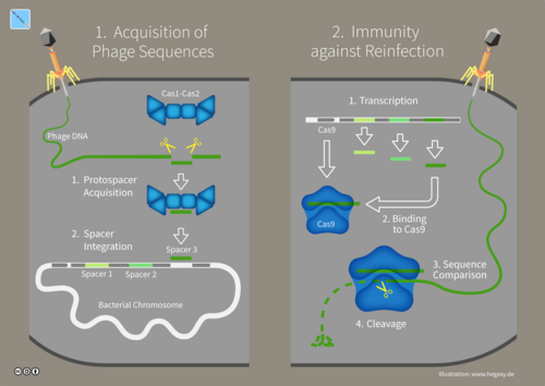 CRISPR-Cas9 Mechanism