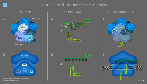 Cas9 3D Complex